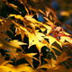 Illustration for article titled Shooting Challenge Fall Leaves Gallery 9
